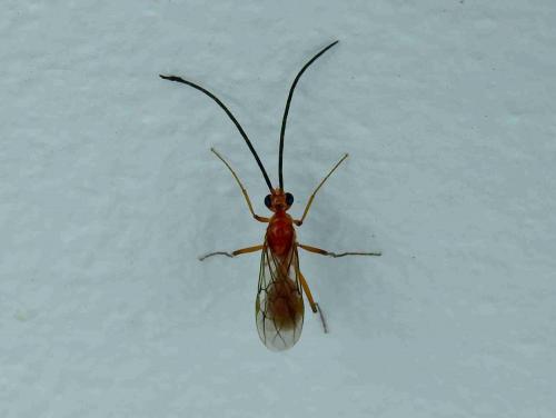 Diacamma sp.